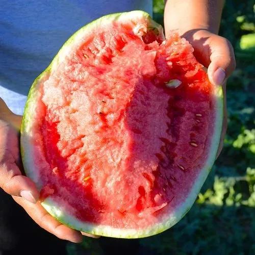 各种常吃水果名和图片,喜欢吃水果了解水果种类