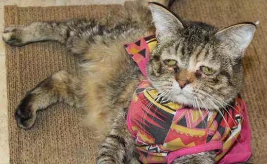 犬猫的治疗方案,犬猫如何预防应激