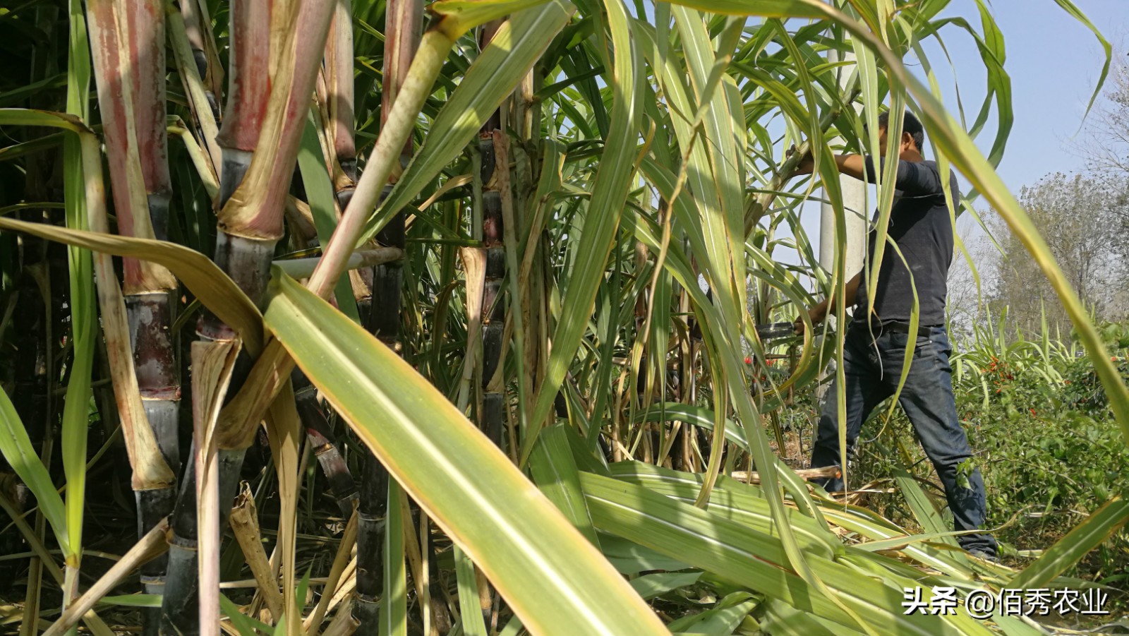 农村种植一亩甘蔗收益2020,致富经种植甘蔗一年挣多少钱