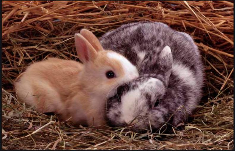 兔子流口水有粘液,兔子拉的粪便带黄色粘液