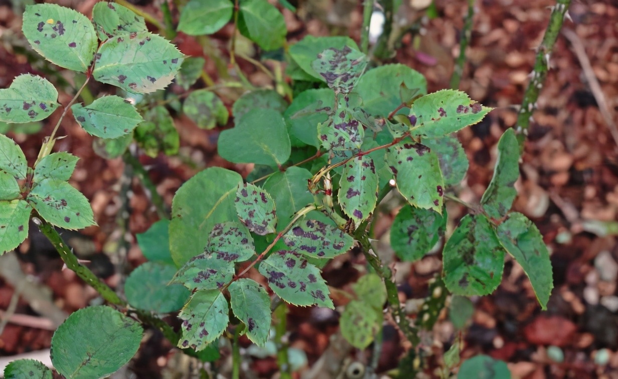 月季如何促根壮苗,如何让月季花枝繁叶茂