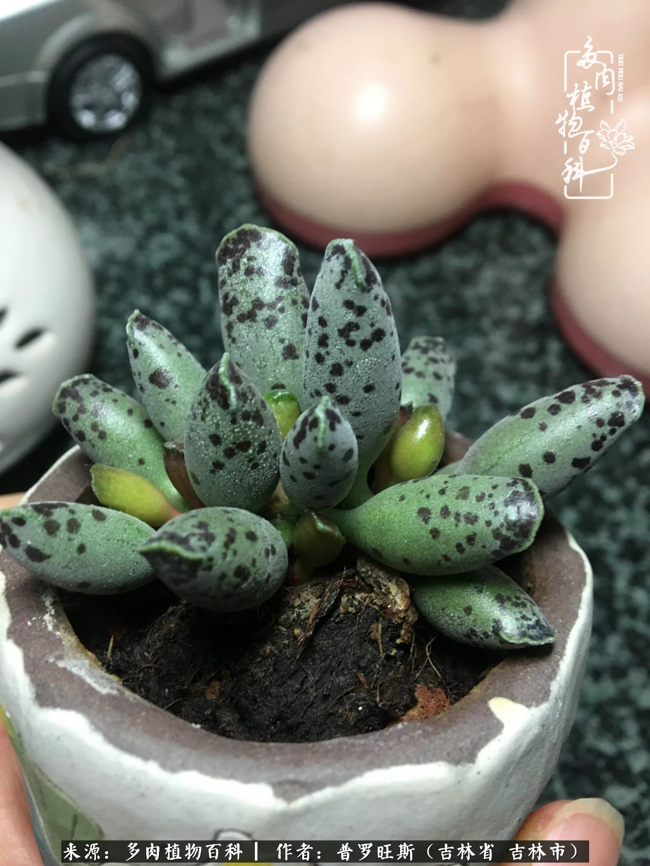 日日勤服侍，日日勤拂拭！服侍花儿，就是拂拭心灵