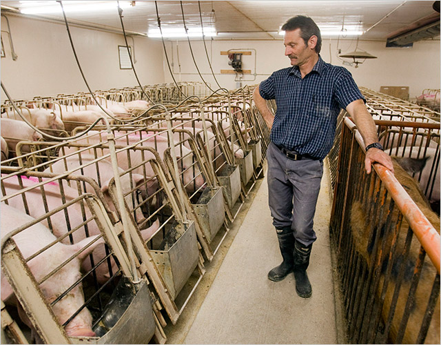 美国肉类过剩,美国猪肉堆积如山原因