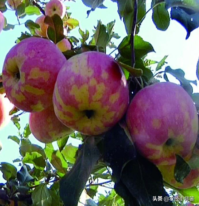 苹果病毒病防治特效药,苹果病毒最佳防治方法