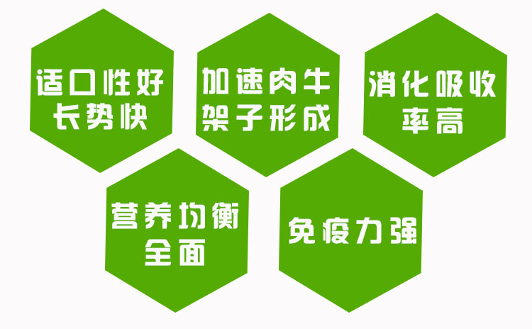 犊牛育肥基地,育肥犊牛图片