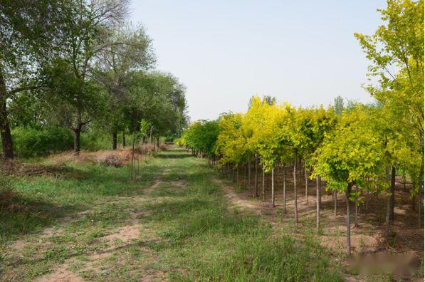 忻州花卉植物园,山西原平植物园