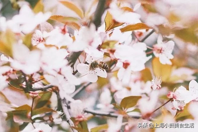 顾村公园一年一度赏樱,顾村公园赏樱点