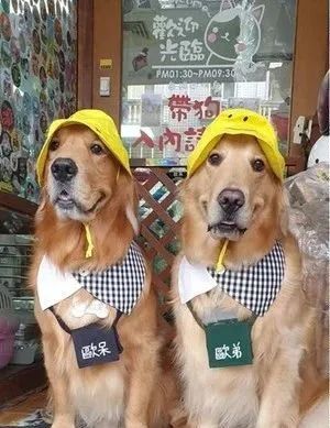 一只易怒的金毛会有多可怕,大金毛能有多温顺