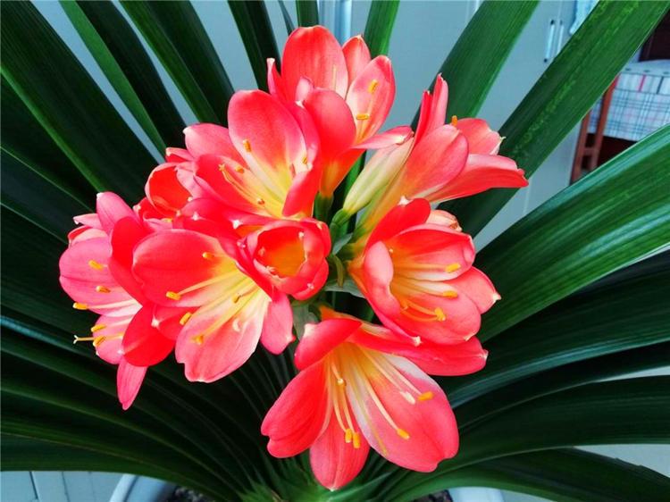 君子兰寓意,君子兰怎么辨别烂根