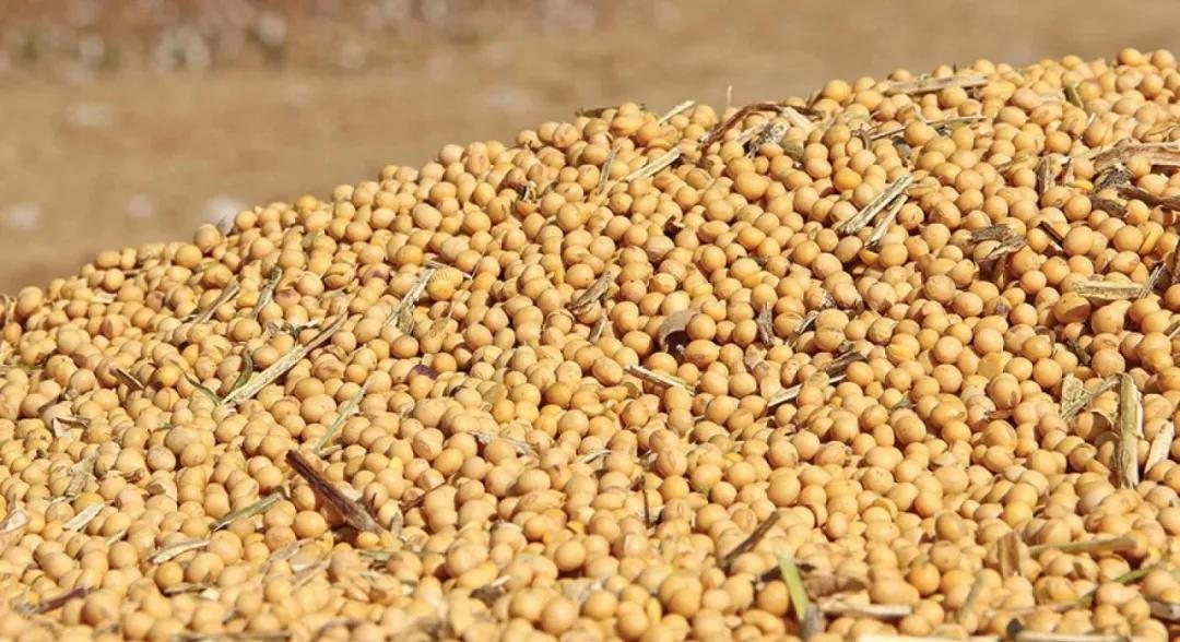 海伦市东北大豆,东北盛天浩大豆