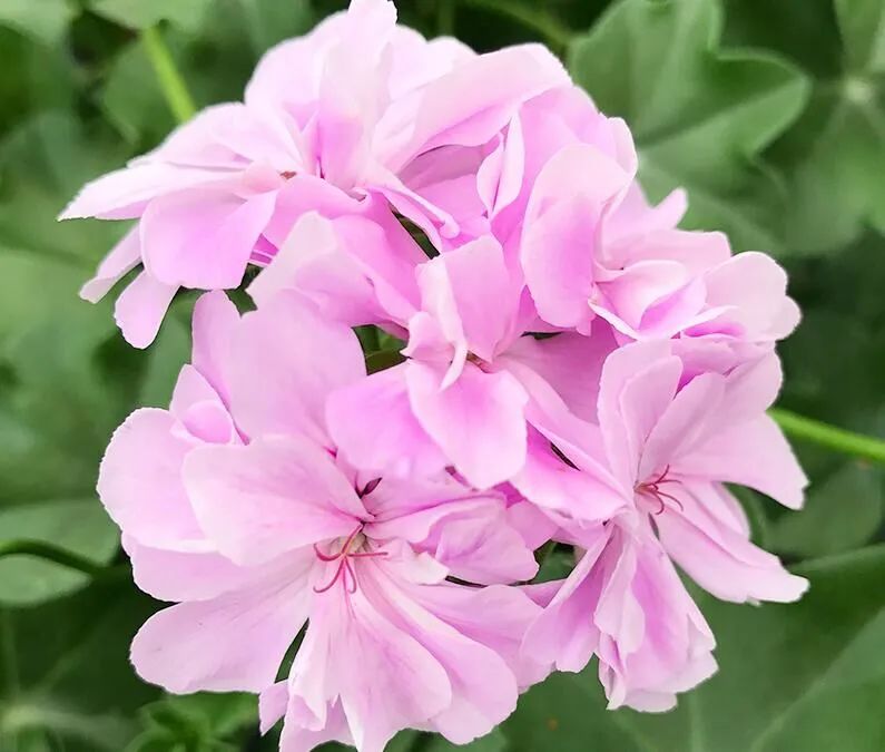 这种花别乱浇水水越多越不开花,这种花不怕冷好养易活