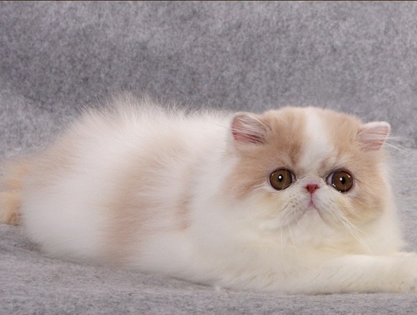 异国短毛猫日常护理知识有哪些,英国短毛猫有哪些常见病