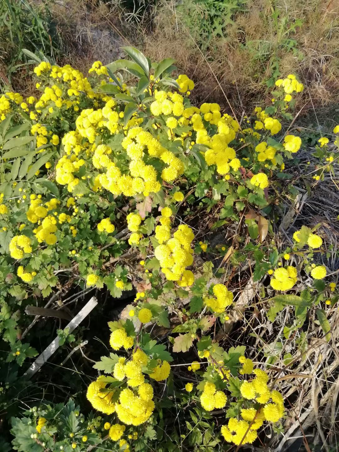 野菊花也有春天,野菊花秋天能播种么