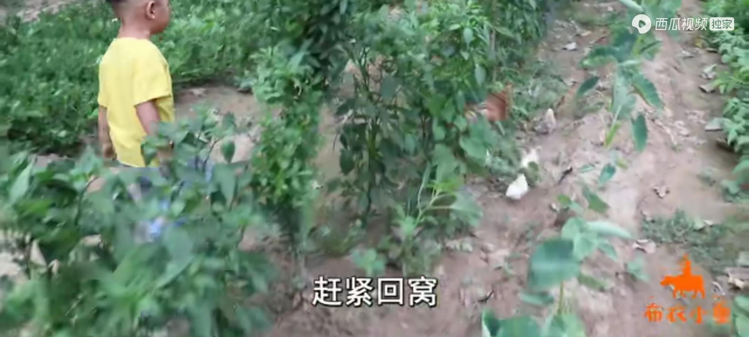 布衣小童牧宝新视频,最喜欢的两个小孩