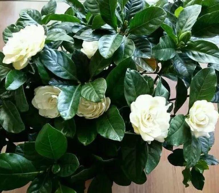 淘米水浇花杀菌问题,淘米的水浇花真的有好处