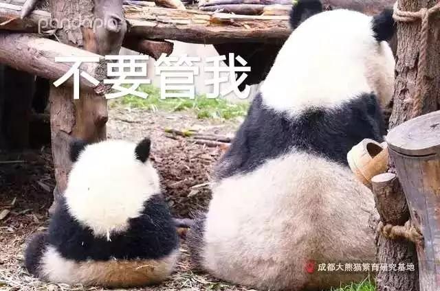 如果养娃能重来一次,我一定让娃生下来就把书当玩具