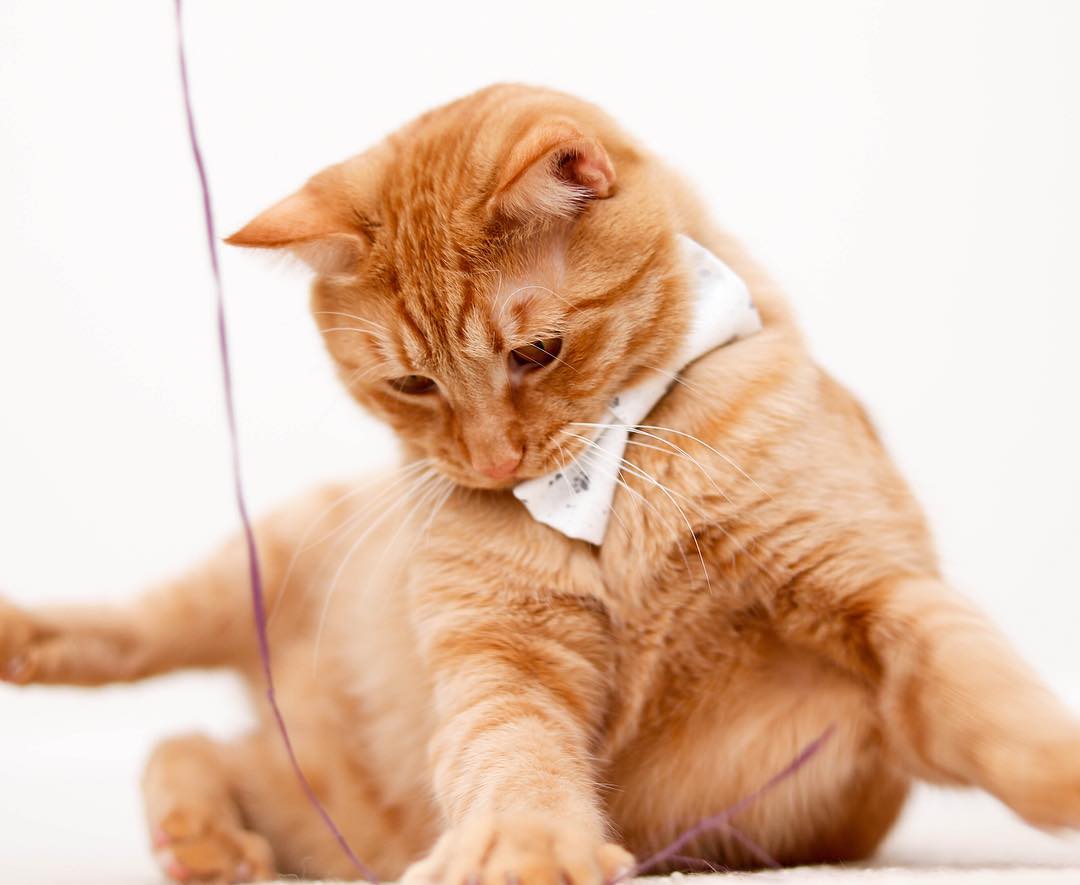 猫每天需要什么,猫每天要做的事情