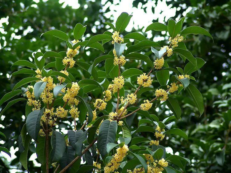 为什么有人说中国国花是牡丹,中国的国花为什么要选牡丹呢