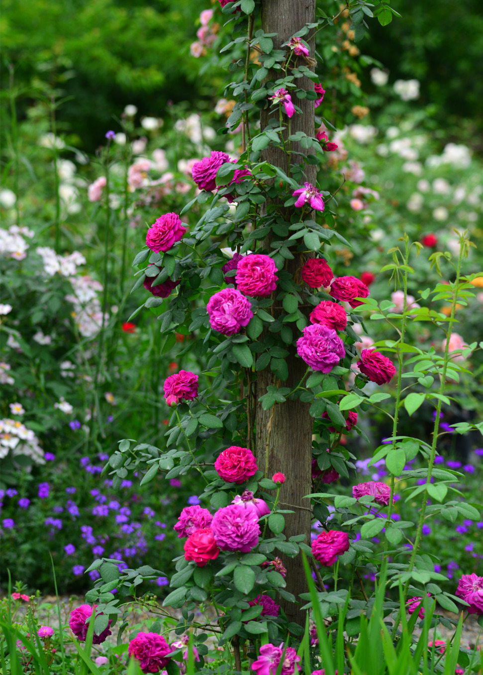 月季花网购指南图片高清版,月季品种查询网