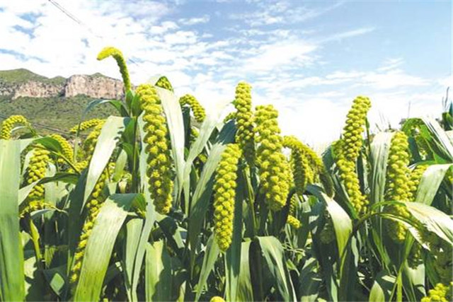 谷子生产技术指南,谷子机械化种植全过程视频