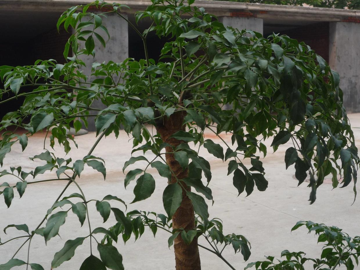 幸福树叶子发黄有粘液怎么处理,幸福树叶子浇水多了怎么办