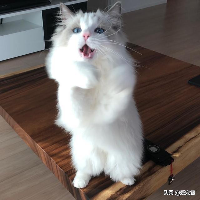 比较忙没有时间陪猫咪,经常上班没空陪猫咪可以吗