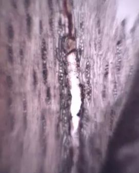 黄檀和黄花梨的区别,买天然正品黄花梨