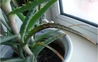 芦荟叶片不饱满是缺水吗,芦荟烂根叶片发黑