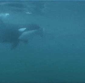 座头鲸上勾拳虎鲸,nga虎鲸vs座头鲸