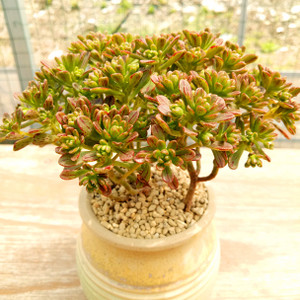 小人祭锦多肉寓意,多肉小人祭寓意