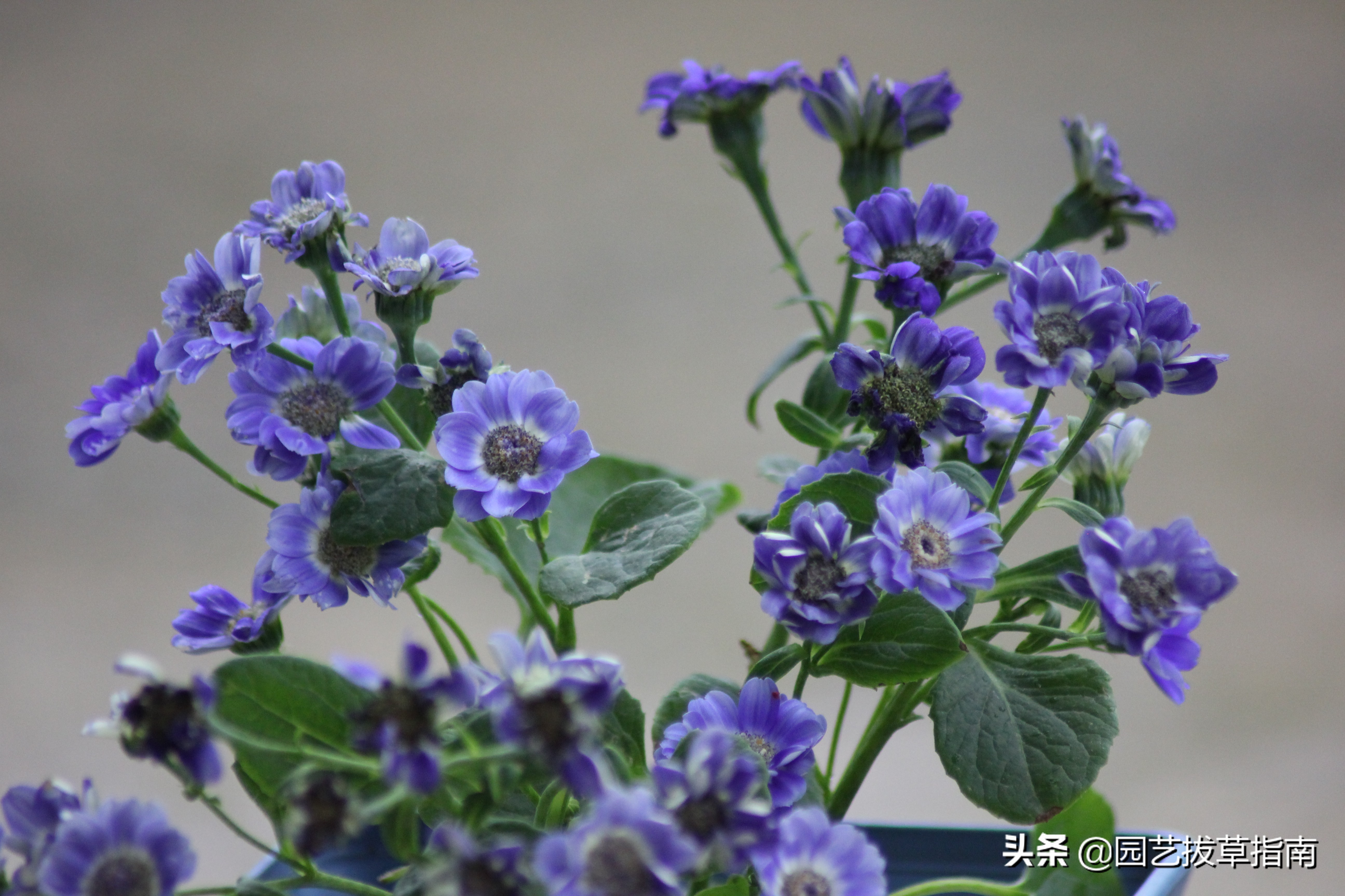 辽宁瓜叶菊种植基地,瓜叶菊生长过程