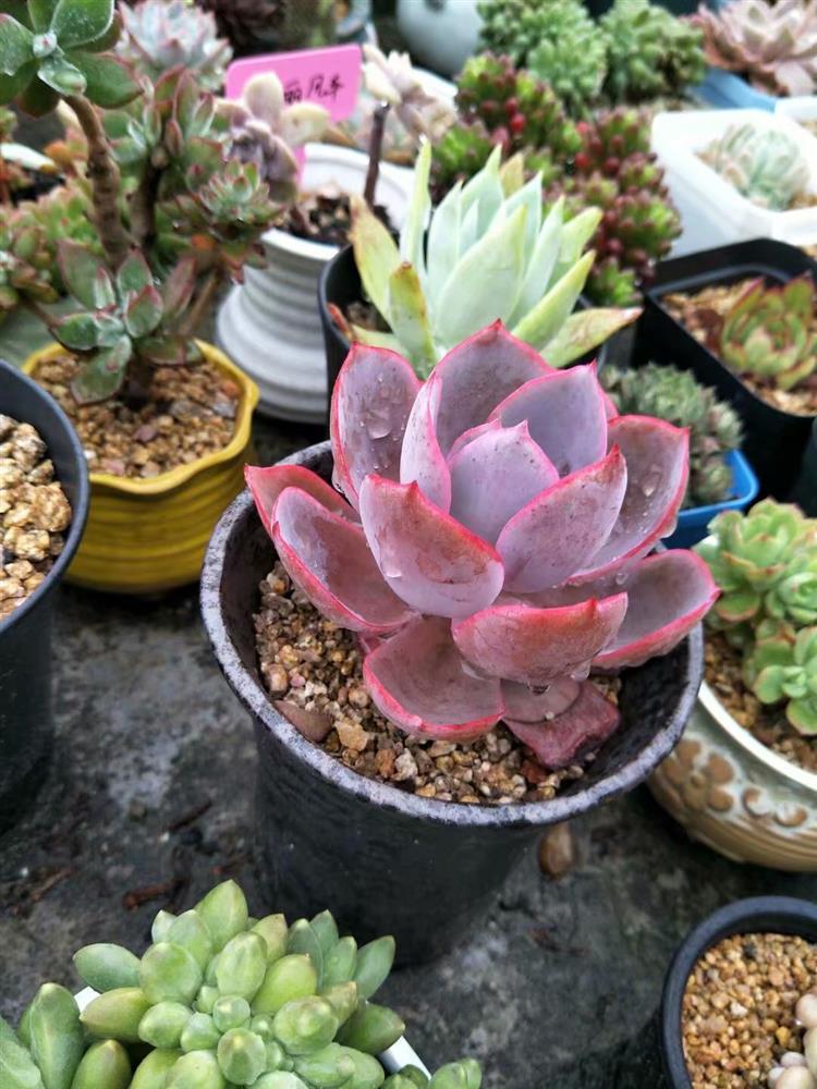 多肉植物淋雨怎么护理图片,多肉怎么拯救