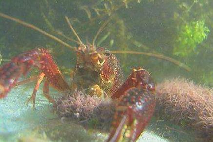 养殖虾辟谣,辟谣小龙虾缺斤少两