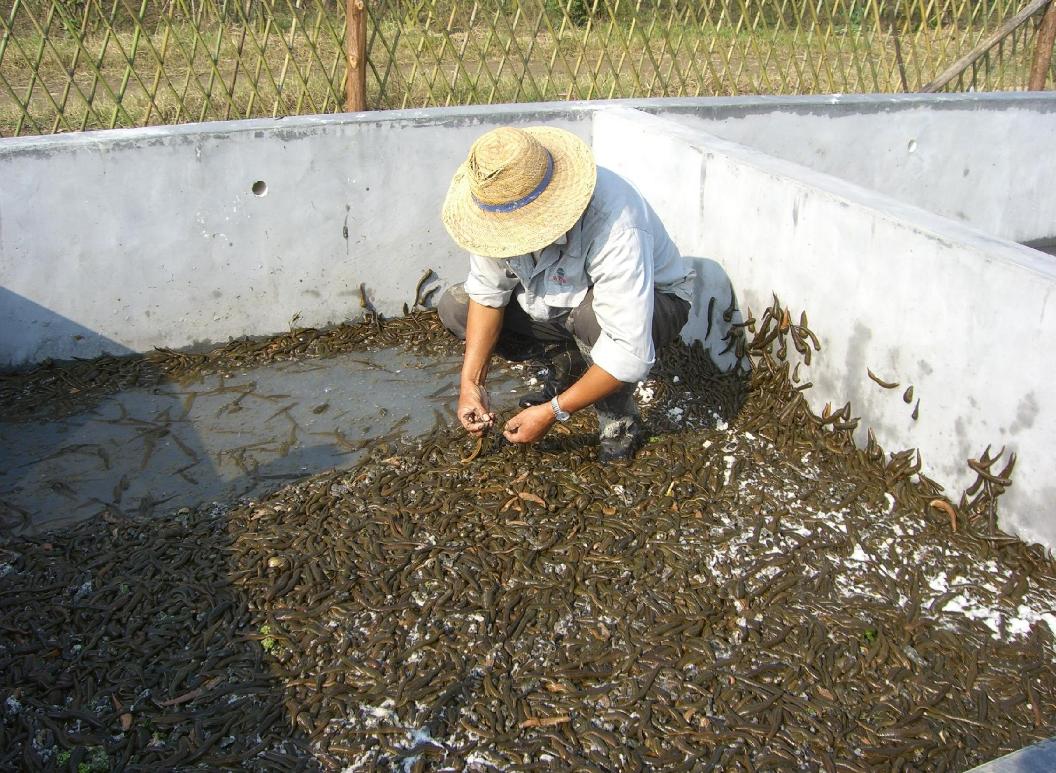 黄金水蛭一只多少钱,水蛭软黄金