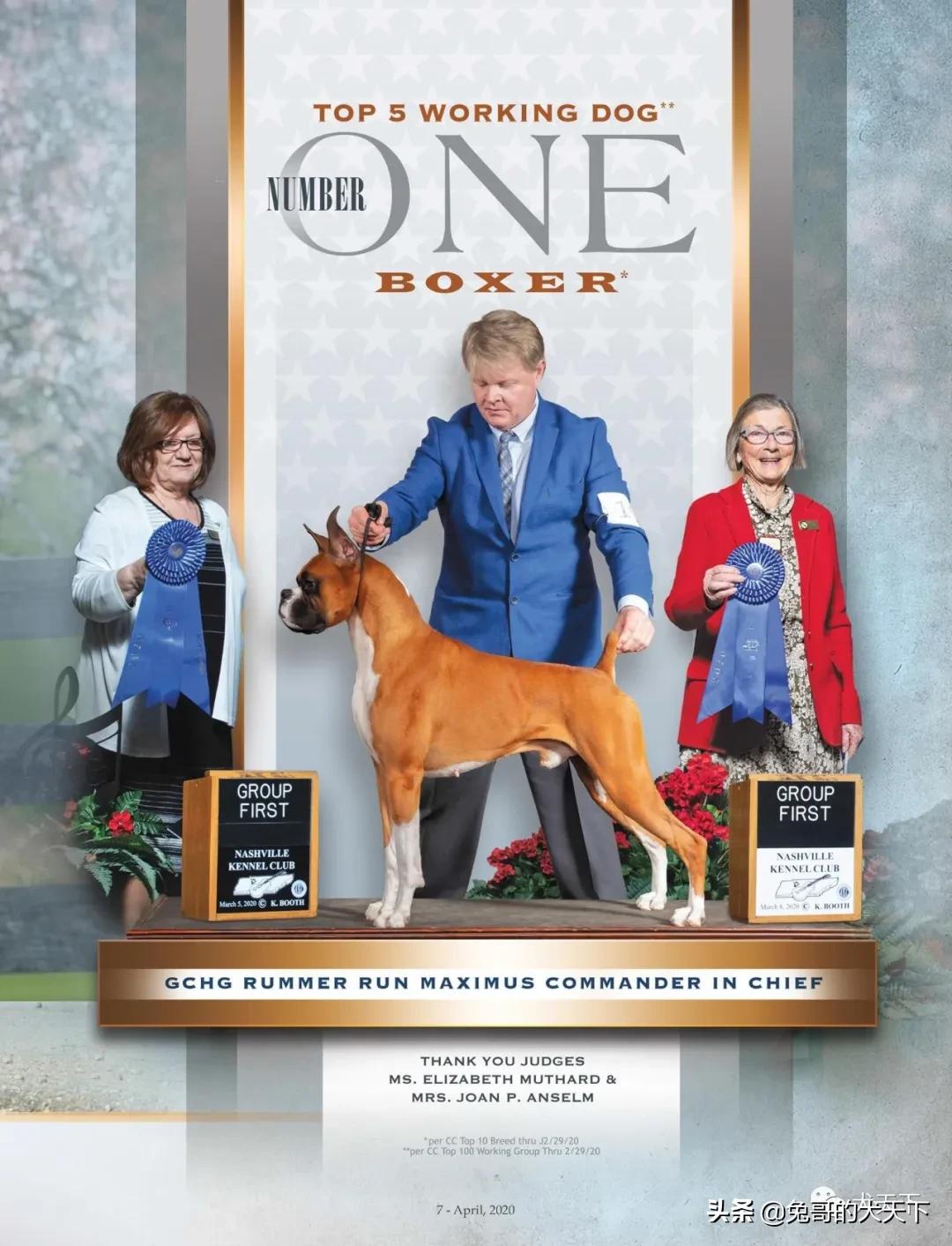 akc柴犬,2022年美国akc犬展冠军