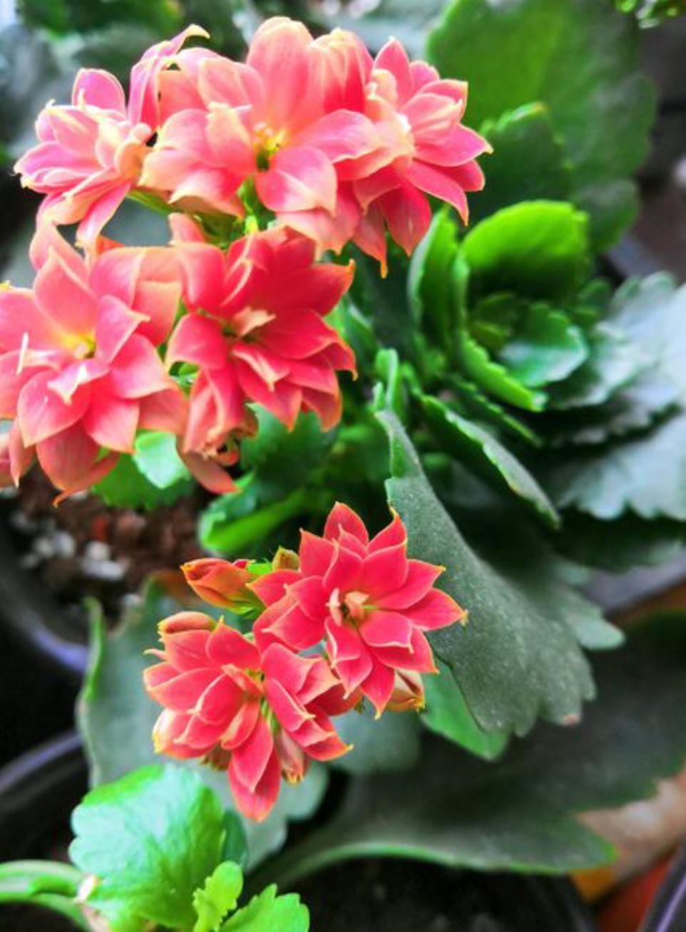 长寿花的夏季养护技巧,长寿花夏季养护技巧