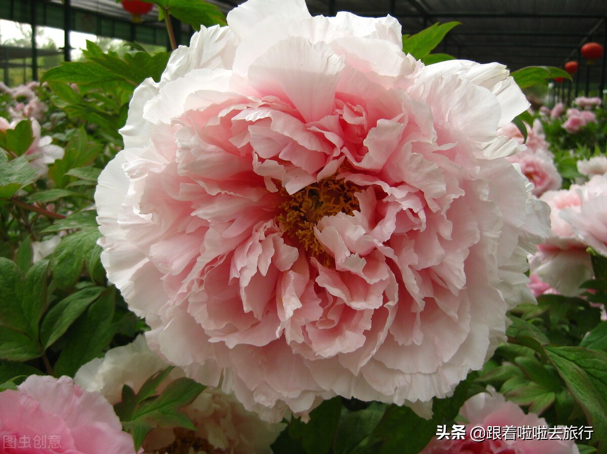 国色天香洛阳牡丹基地,牡丹国色天香品种介绍