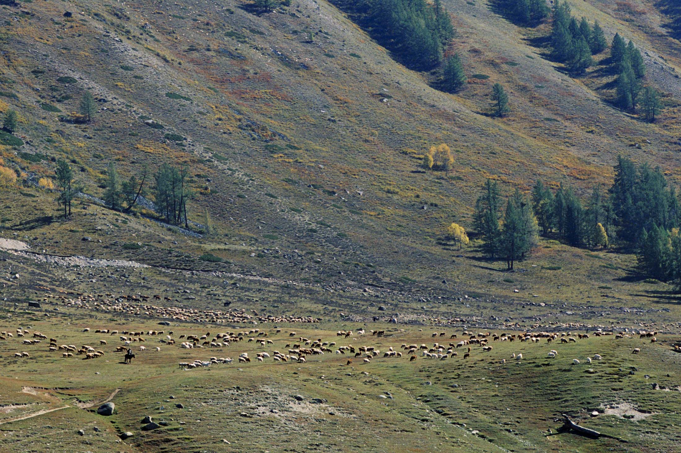 绮丽的原生态牧场,秀美善良的哈萨克姑娘,我的*疆新**南山牧场艳遇