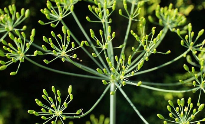 阳春三月看杨花,阳春三月看花香