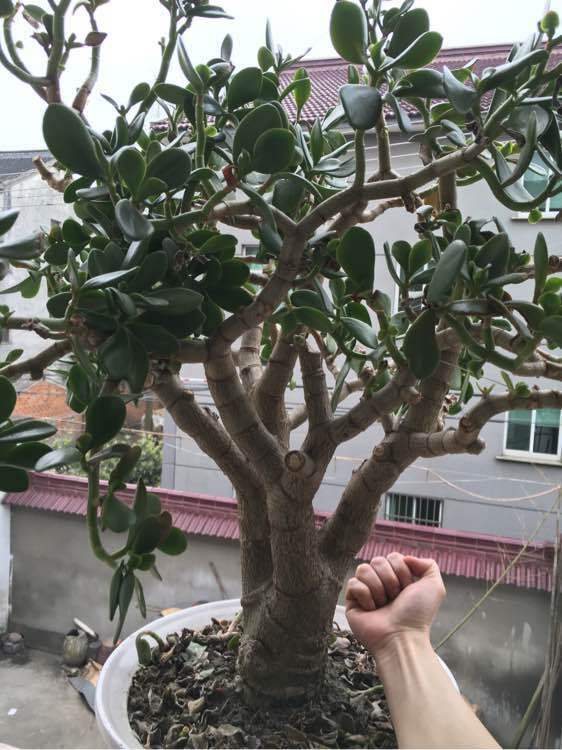 玉树怎么养能变老桩,玉树怎么养不死