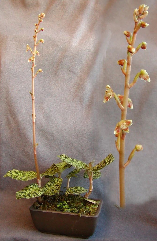 绿翡翠宝石兰植物,宝石兰植物