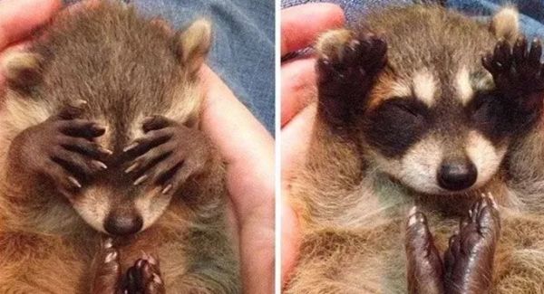 萌萌的动物名字,萌萌哒的植物角名称