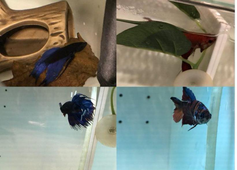 宝可梦探险寻宝如何卡bug,4条鱼通关宝可梦