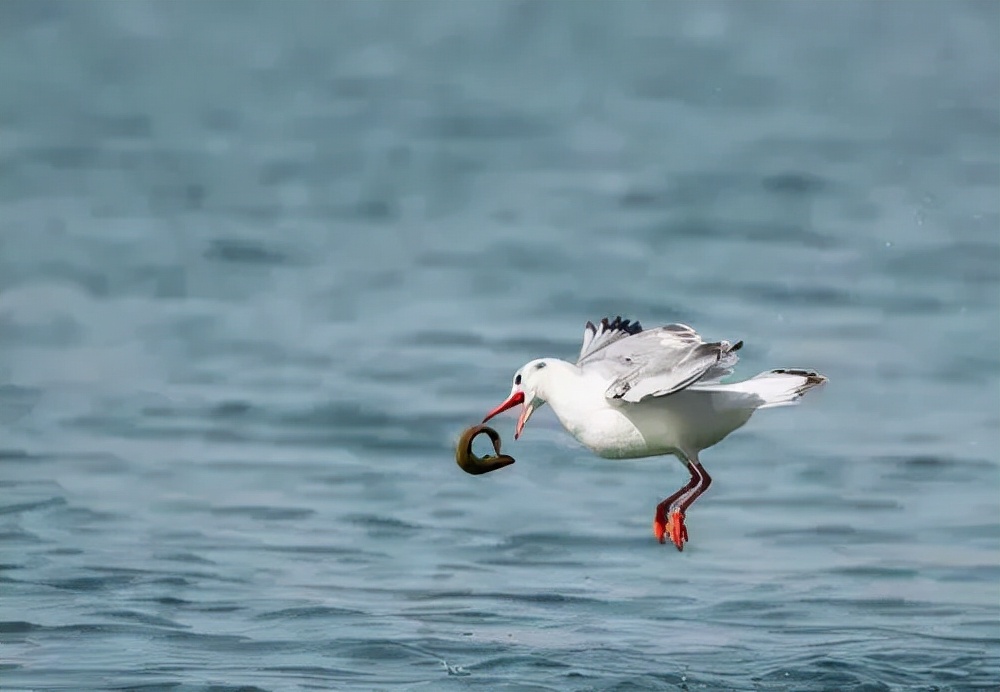 黄鼠狼在超市偷东西,黄鼠狼超市偷火腿肠
