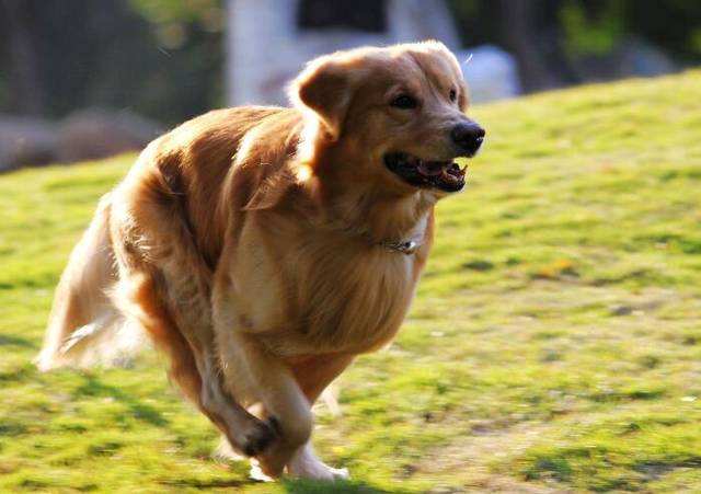 我的狗怎么老是发抖,狗狗一直叫很吵怎么办