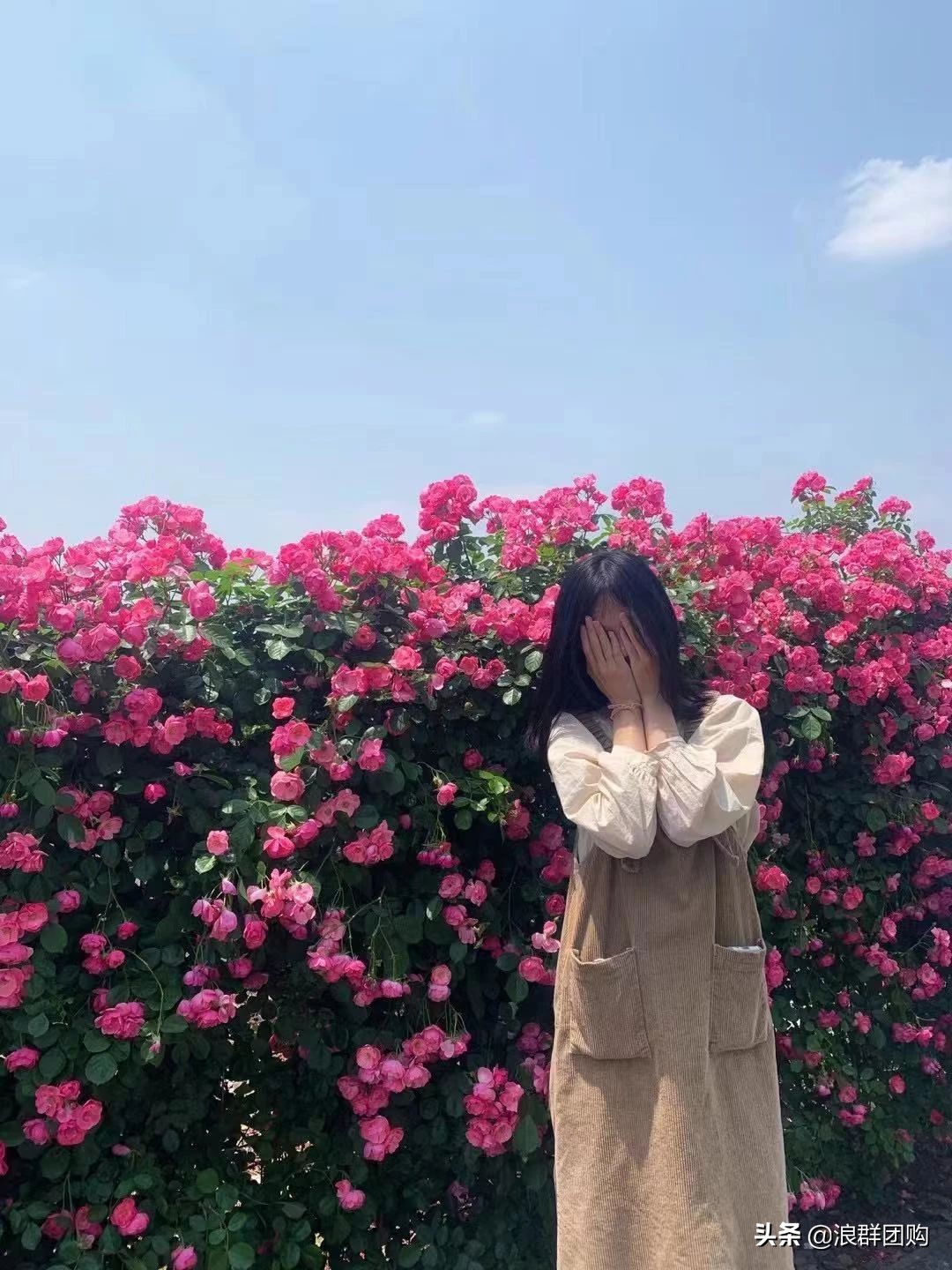 月季哪些品种大花又香,月季哪些品种花期长耐阴耐寒耐旱