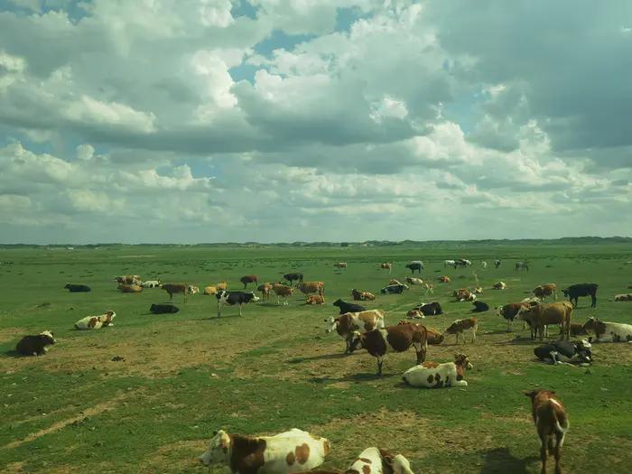 锡林郭勒草原冬天骑马,锡林郭勒盟大草原骑马