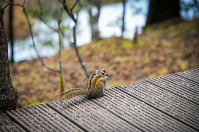 消失的地平线上的“香巴拉”和“女儿国”（二）