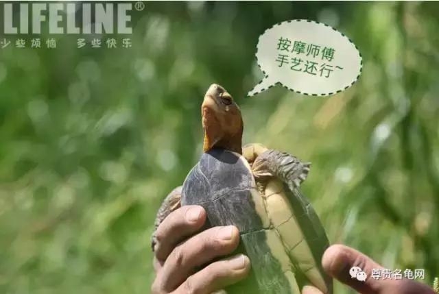 黄缘孵化过程照蛋图,黄缘闭壳龟摸蛋技巧