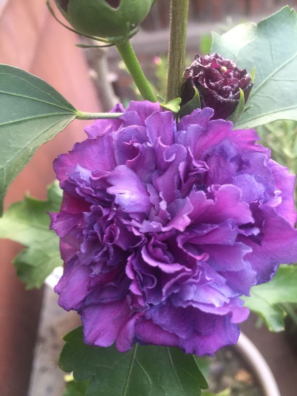 木槿叶子枯萎怎么治疗,丹麦木槿怎么才能枝繁叶茂